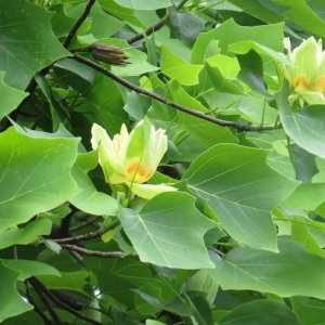 Ľaliovník tulipánokvetý (Liriodendron tulipifera) ´TULIPANOVEC´ - výška 300-350 cm, kont. C18L 